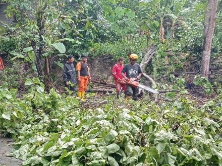 Hujan lebat disertai angin mengakibatkan pohon tumbang di Bangunjiwo