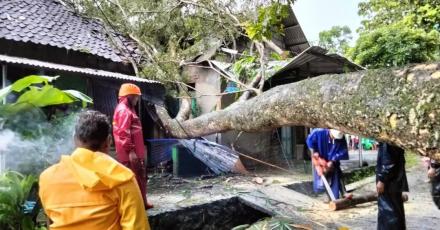 Hujan lebat disertai angin akibatkan pohon tumbang mengenai rumah warga di Donontirto