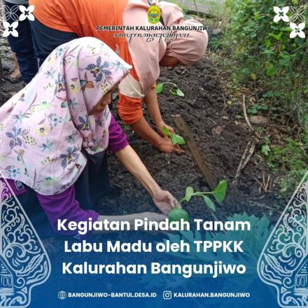 Kegiatan pindah tanam Labu Madu di lahan KWT Padukuhan Ngentak