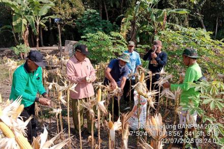 Kegiatan Ubinan Tanaman Jagung Kelompok Tani Morodadi Ngentak Tahun 2025